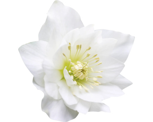 Nahaufnahme einer Christrose