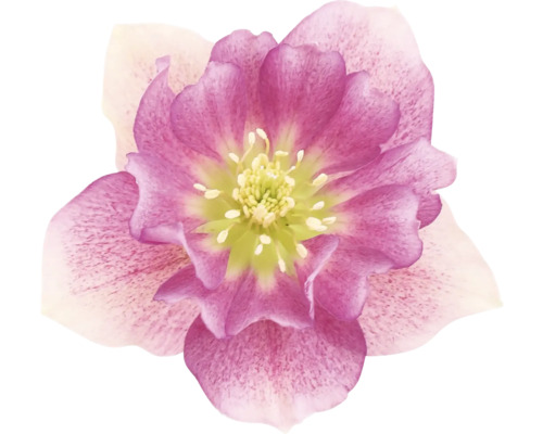 Nahaufnahme einer Christrose