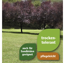 Dürreverträglich. Auch für Sandböden geeignet. Pflegeleicht.