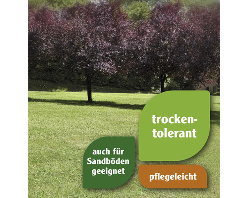 Dürreverträglich. Auch für Sandböden geeignet. Pflegeleicht.