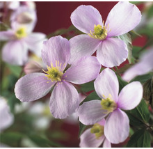Nahaufnahme von rosa Waldrebenblüten