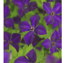 Nahaufnahme von Clematisblüten mit grünen Blättern