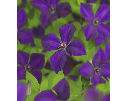 Nahaufnahme von Clematisblüten mit grünen Blättern