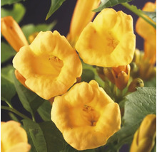 Nahaufnahme von Trompetenblumen mit Blättern