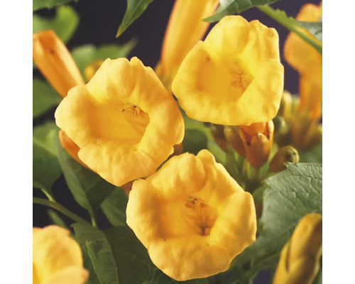 Nahaufnahme von Trompetenblumen mit Blättern