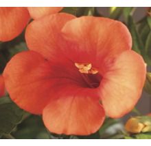 Blüte der Klettertrompete