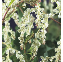 Blütenstand des Schlangen-Knöterichs