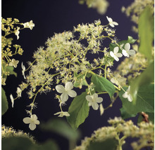 Rispenhortensie mit weißen Blüten und grünen Blättern
