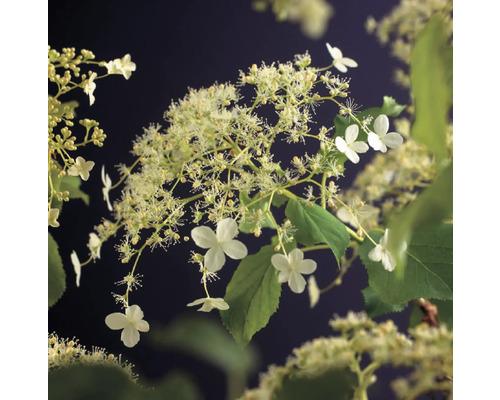 Rispenhortensie mit weißen Blüten und grünen Blättern