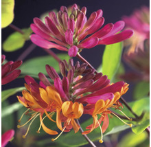 Nahaufnahme einer Geißblattpflanze mit Blüten