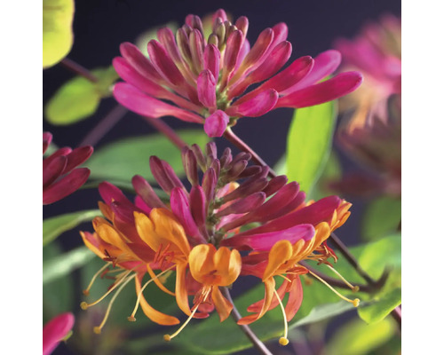 Nahaufnahme einer Geißblattpflanze mit Blüten