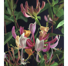 Nahaufnahme einer Geißblattpflanze mit Blüten