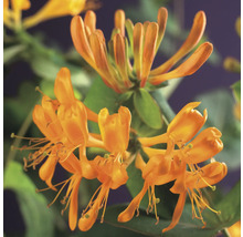 Nahaufnahme einer Geißblattpflanze mit orangefarbenen Blüten