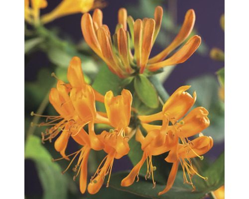 Nahaufnahme einer Geißblattpflanze mit orangefarbenen Blüten