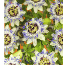 Nahaufnahme von Passionsblumenblüten mit Blättern