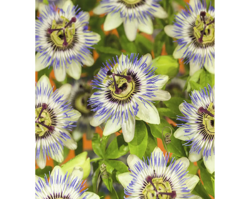 Nahaufnahme von Passionsblumenblüten mit Blättern