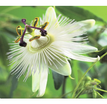 Nahaufnahme einer Passionsblume