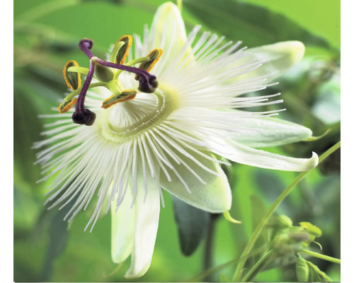 Nahaufnahme einer Passionsblume