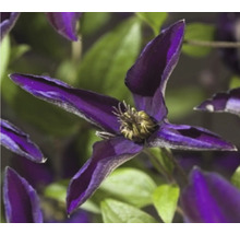 Nahaufnahme einer dunkelvioletten Clematisblüte im Garten
