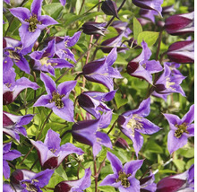 Nahaufnahme von violetten Waldrebenblüten