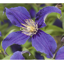 Nahaufnahme einer blauen Waldrebe Blüte.