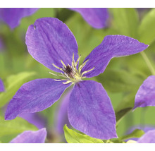 Nahaufnahme einer violetten Clematisblüte im Garten.