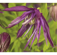 Nahaufnahme einer blauen Waldrebe