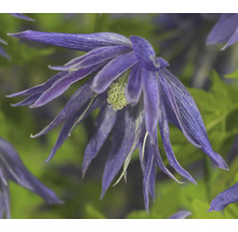 Nahaufnahme einer blauen Waldrebe