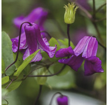 Nahaufnahme von lila Waldrebenblüten mit grünen Blättern