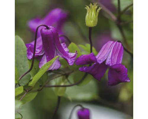 Nahaufnahme von lila Waldrebenblüten mit grünen Blättern