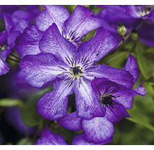 Nahaufnahme von blühenden, violetten Clematis Pflanzen.