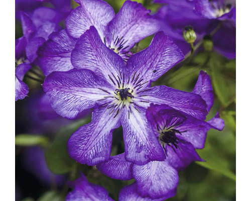 Nahaufnahme von blühenden, violetten Clematis Pflanzen.