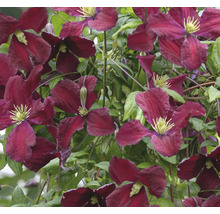 Nahaufnahme von dunkelroten Waldrebenblüten mit grünen Blättern