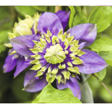 Nahaufnahme einer Clematisblüte mit violetten Blütenblättern und gelber Mitte