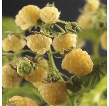 Gelbe Himbeeren am Strauch
