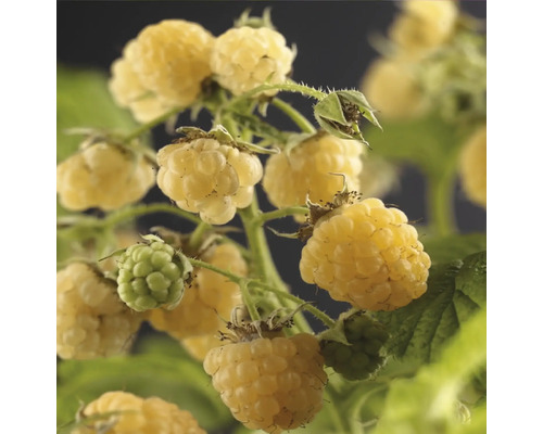 Gelbe Himbeeren am Strauch