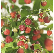 Himbeerpflanze mit reifen Früchten und grünen Blättern.