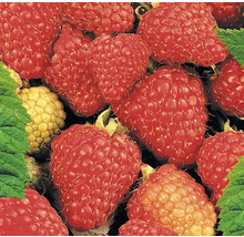 Nahaufnahme von Himbeeren mit Blättern
