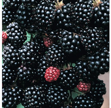 Nahaufnahme von Brombeeren an einem Brombeerstrauch.