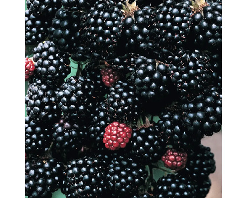 Nahaufnahme von Brombeeren an einem Brombeerstrauch.