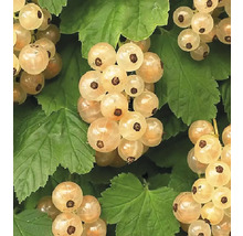 Nahaufnahme von weißen Johannisbeeren mit grünen Blättern