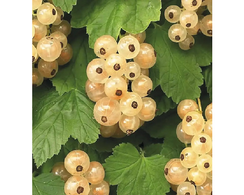 Nahaufnahme von weißen Johannisbeeren mit grünen Blättern