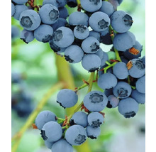 Nahaufnahme von Blaubeeren an einem Zweig