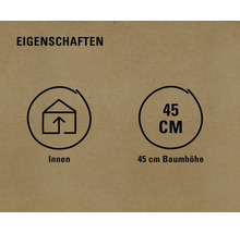 Eigenschaften: geeignet für den Innenbereich, 45 cm Baumhöhe