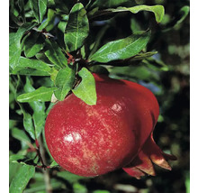 Reife Granatapfelfrucht am Baum mit grünen Blättern