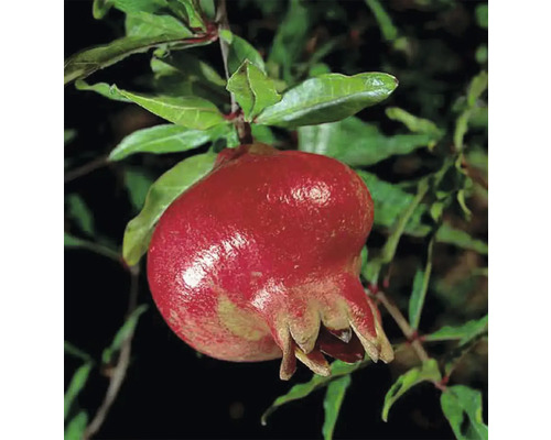 Bio Granatapfel Busch FloraSelf Bio Punica granatum 'Acco' H 40-60 cm Co 3 L Nahaufnahme einer Granatapfelfrucht am Baum.