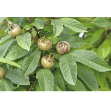 Mispelbaum mit reifen Früchten und grünen Blättern