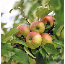 Reife Äpfel am Baum mit Blättern