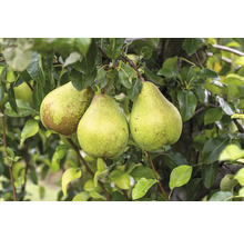 Drei Birnen am Birnenbaum mit grünen Blättern