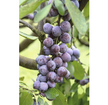 Pflaumenbaum mit reifen Pflaumen am Zweig